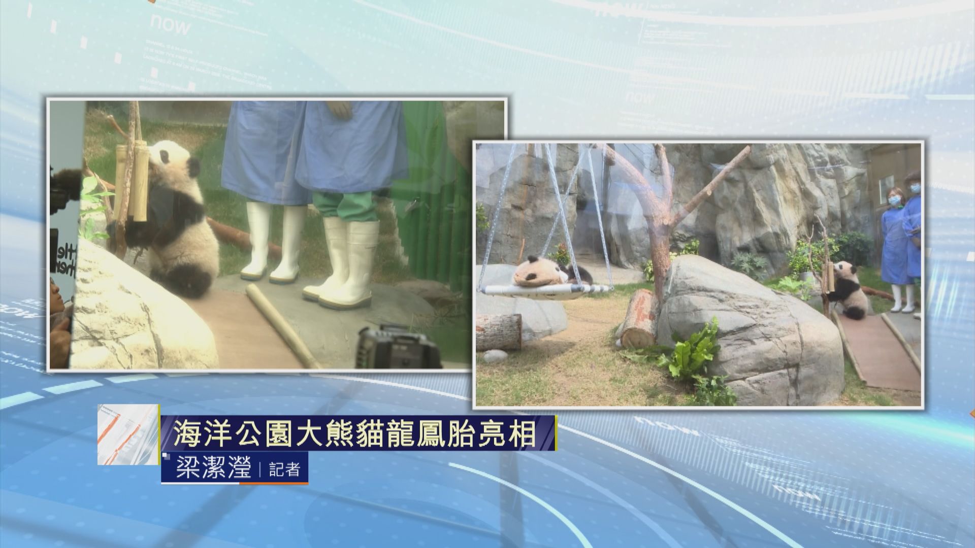 【記者直擊】大熊貓龍鳳胎亮相　「家姐」玩耍「細佬」睡覺