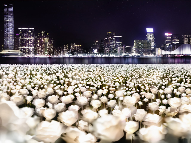 【情人節】大熱LED燈海登陸香港 2.5萬朵玫瑰點亮海濱