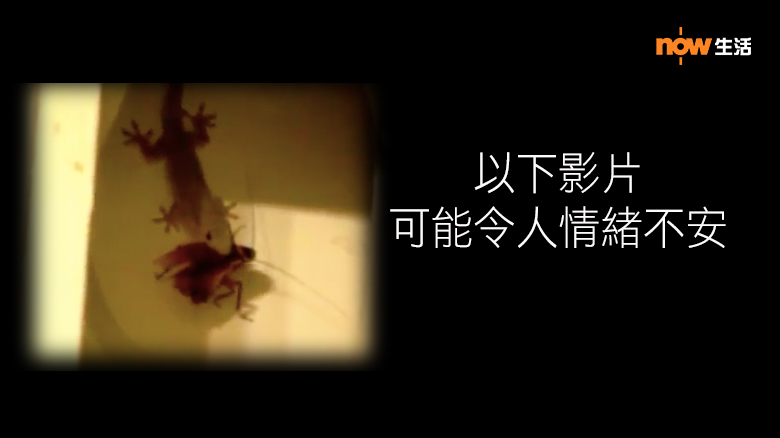 〈好Life〉壁虎是昆蟲剋星？直撃壁虎生吞「小強」過程！