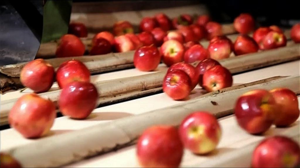 【控制風險】鄭商所上調蘋果期貨交易保證金