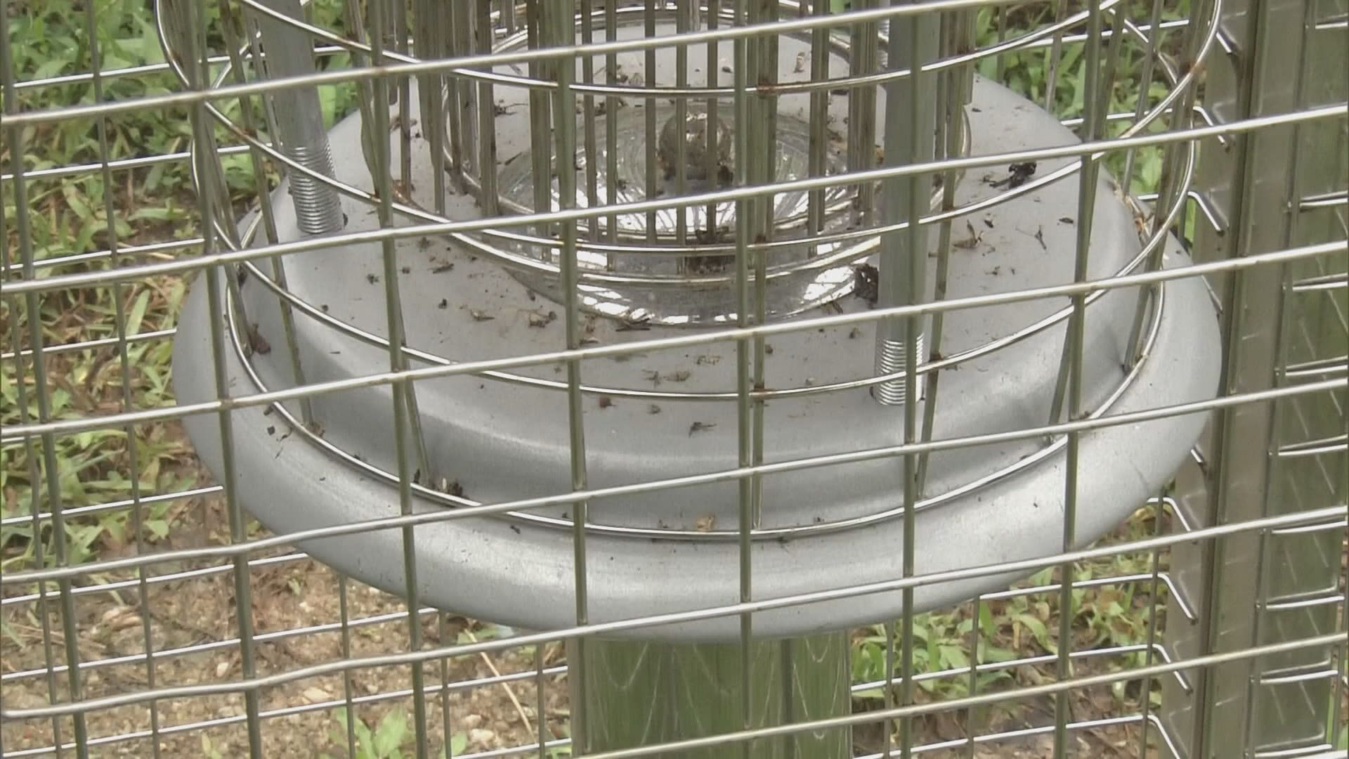 政府已增誘蚊產卵器　有蚊患即行動