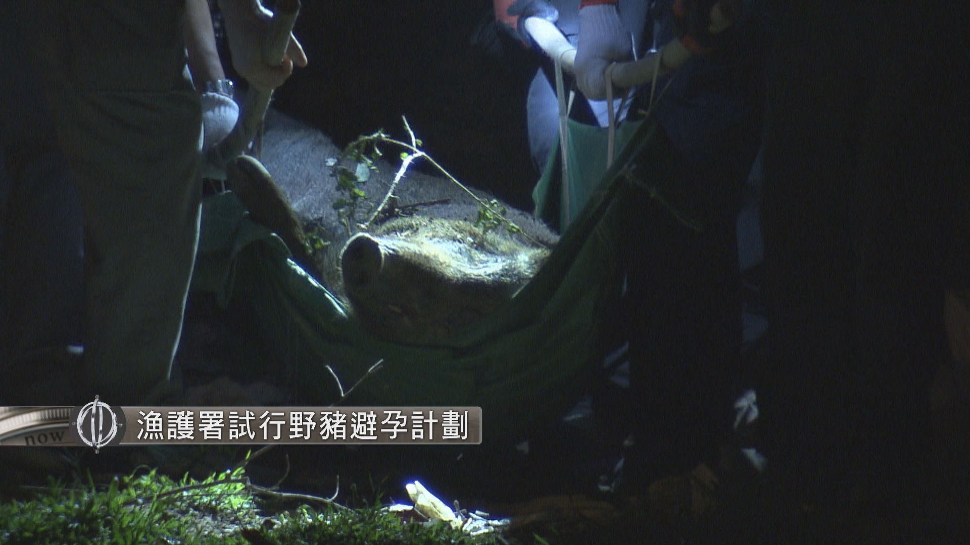 【經緯線本周提要】漁護署試行野豬避孕計劃