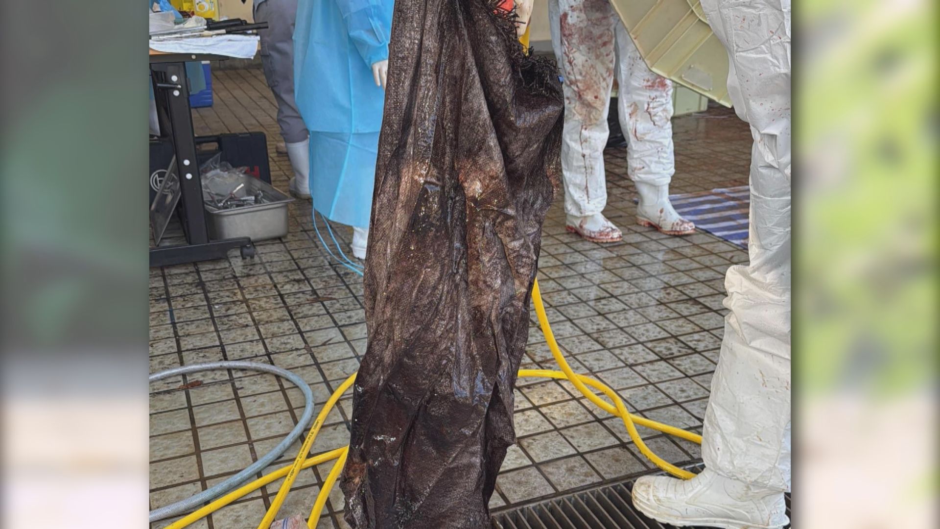 大澳鯨魚表面傷痕或因擱淺造成　肚內發現大型帆布袋