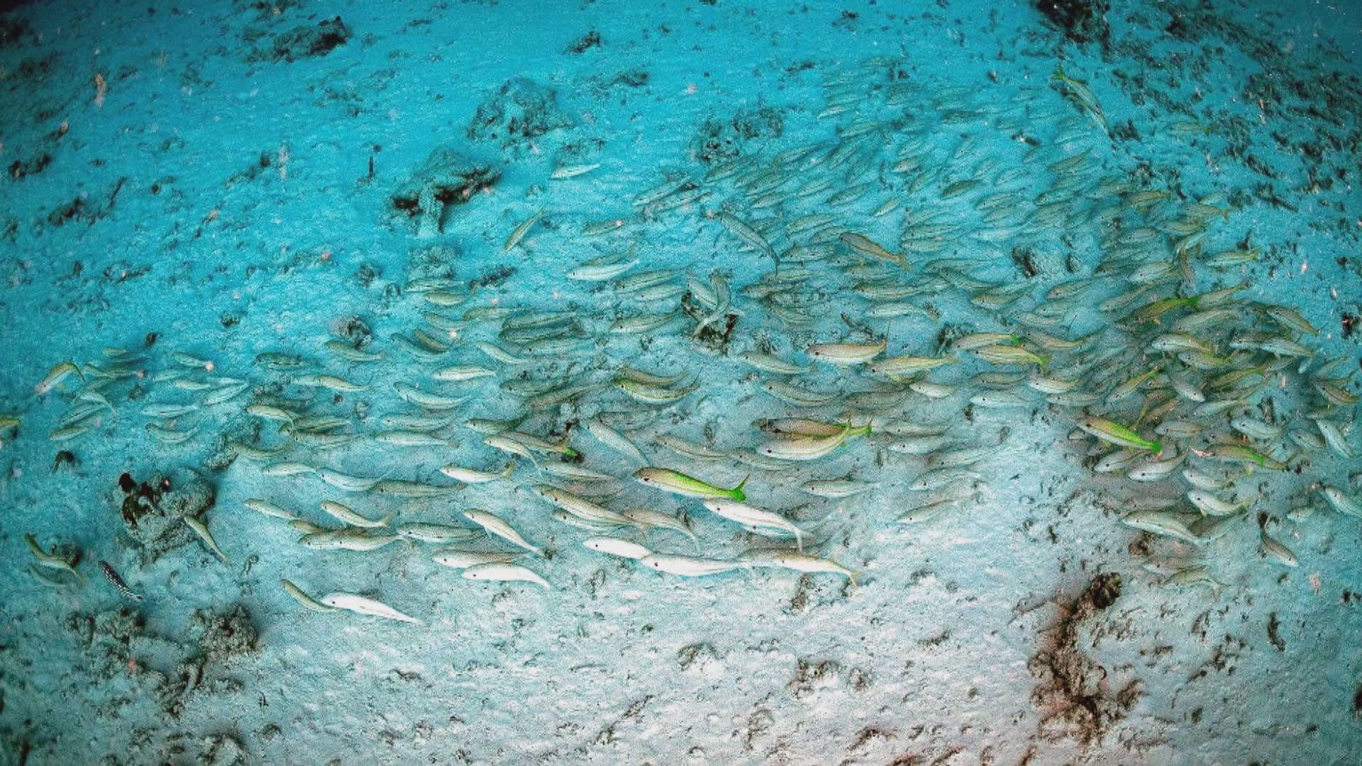 緬甸地震驚現海底奇景　魚群集體「躺平」避湍流