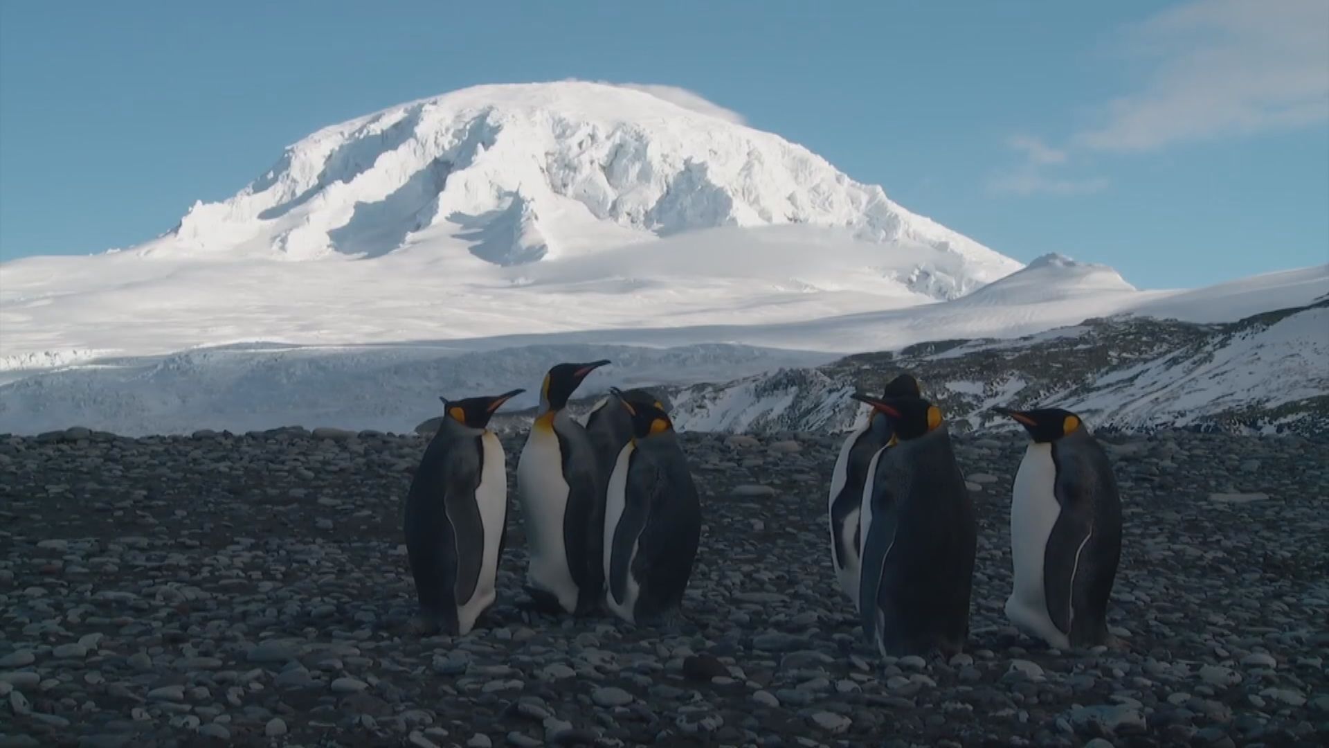 美國對等關稅戰｜澳洲無人島被美國徵一成關稅　評論笑稱企鵝也佔美國便宜