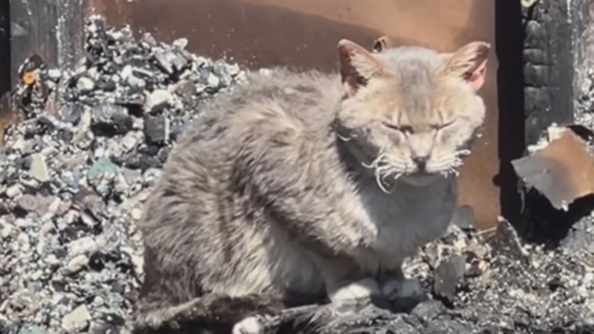 紐約流浪貓之家大火死逾百貓　創辦人折返屋內救貓終葬火海