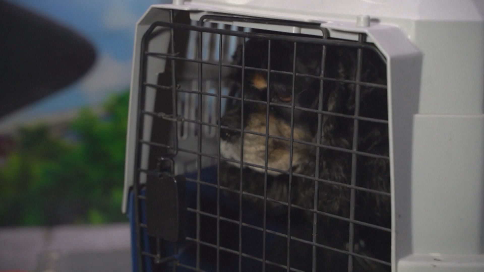 內地高鐵實行寵物託運　只限貓狗　人寵不同車廂