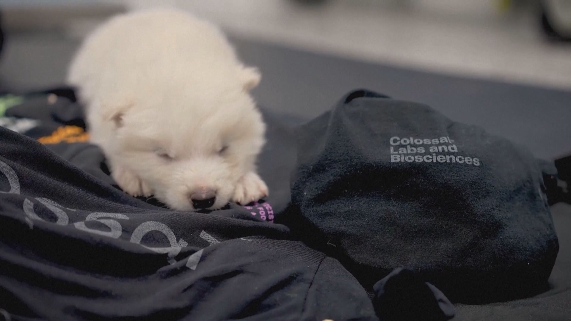 美國生物研究公司透過基因編輯技術孕育出已絕種恐狼