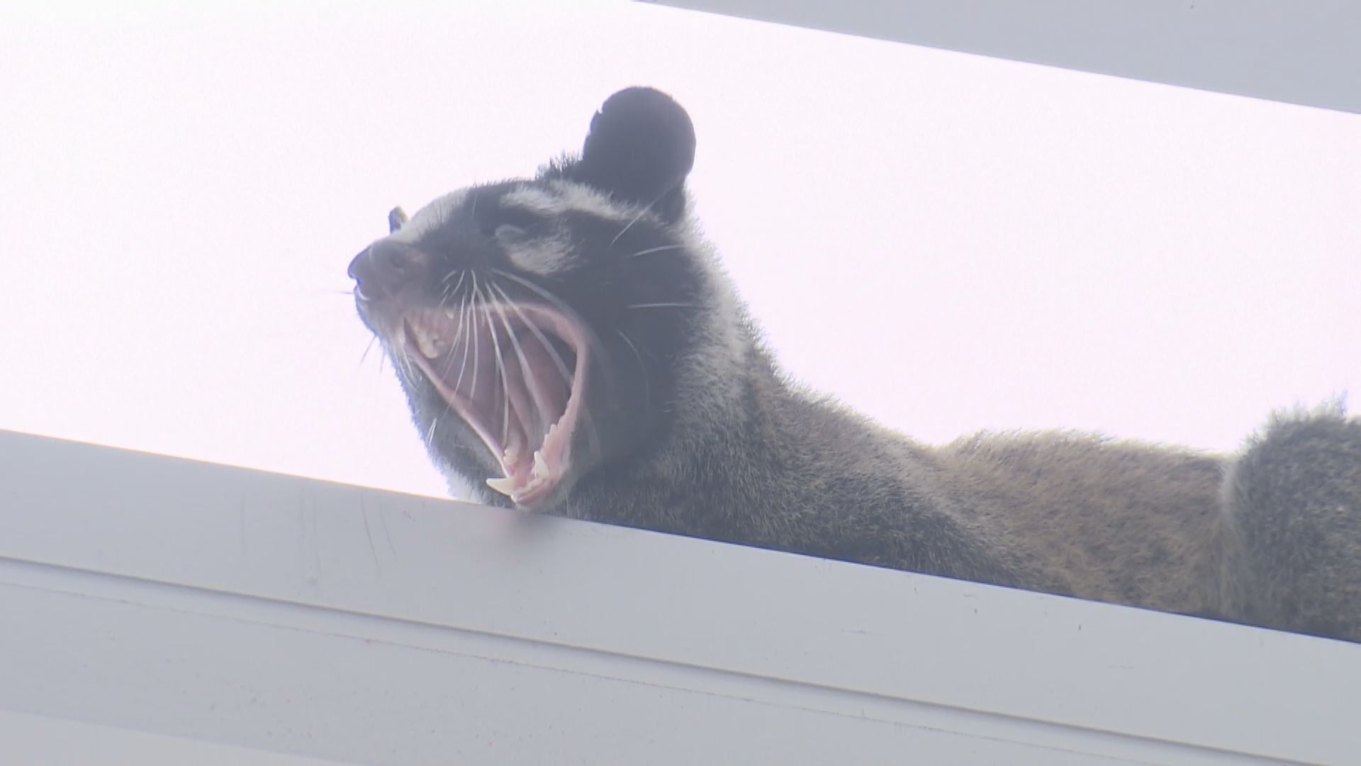 中環國際金融中心發現果子狸　愛護動物協會人員到場帶走