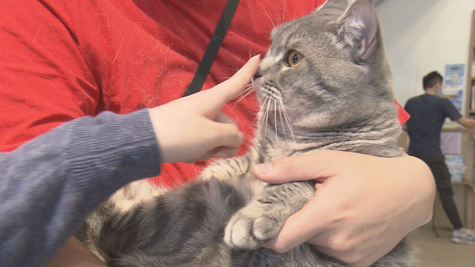 消委會網購貓狗調查｜漁護署提醒「領養」亦或涉金錢　網購寵物或涉釣魚詐騙