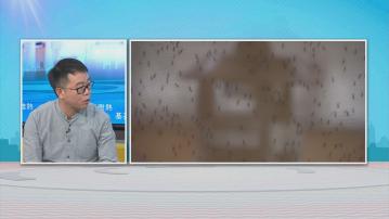 時事全方位｜基孔肯雅熱(一)