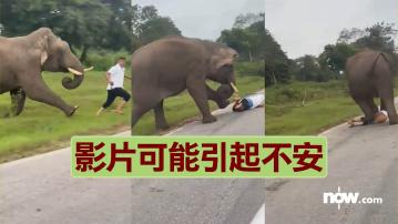 【有片】印度遊人近距離手機自拍野生大象遭襲擊受傷