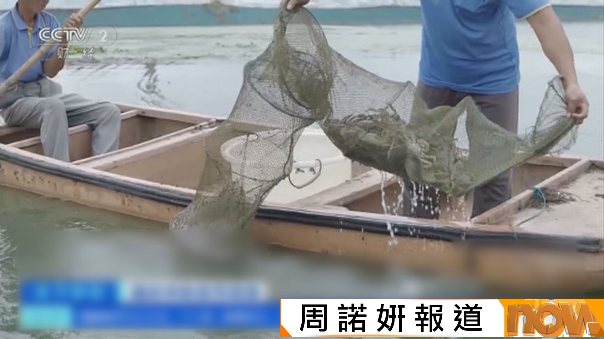 太湖大閘蟹捕撈季開啟　養殖場：雌蟹體型較往年大