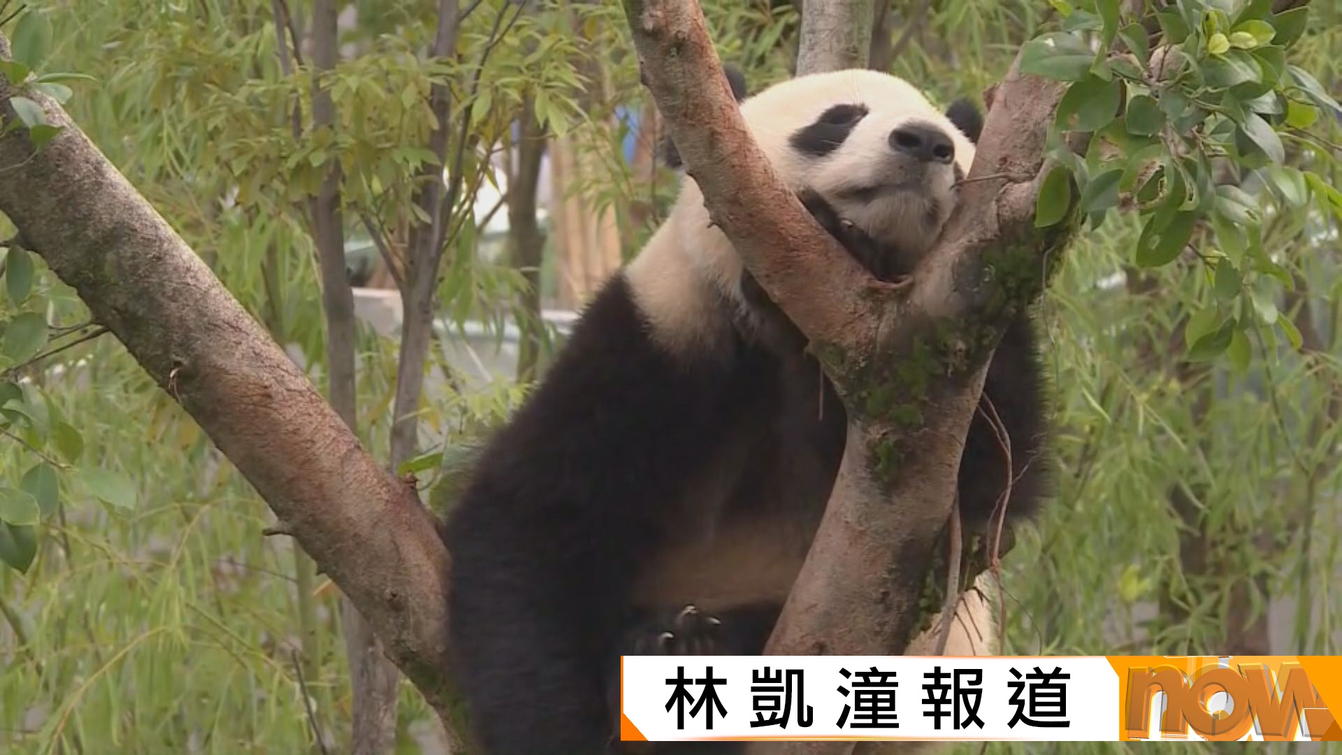 成都大熊貓繁育基地料國慶長假40萬人次到訪　融合科技教育吸客