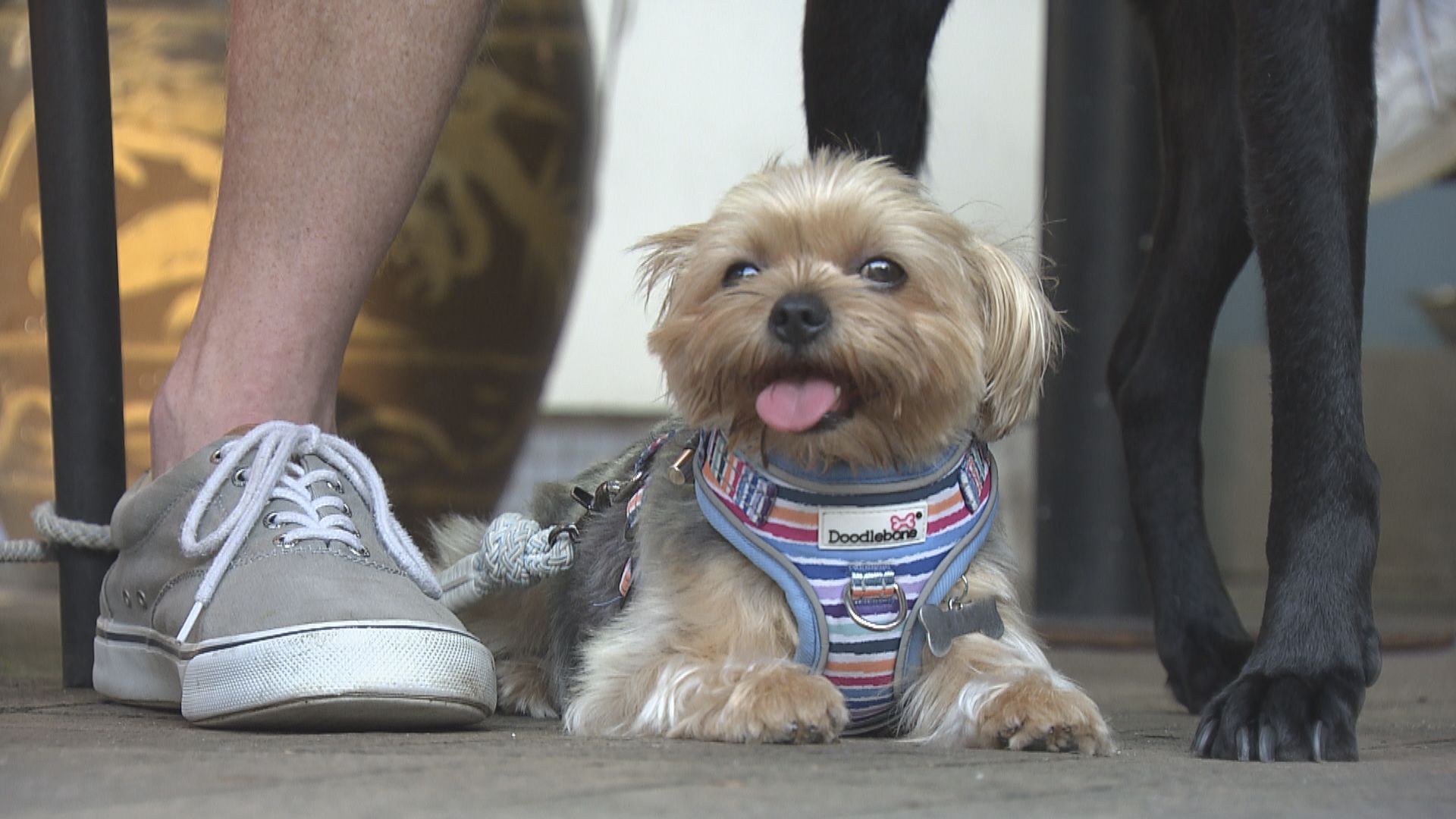 施政報告｜擬設牌照讓狗隻進入食肆　餐飲業界冀考慮餐廳環境發牌