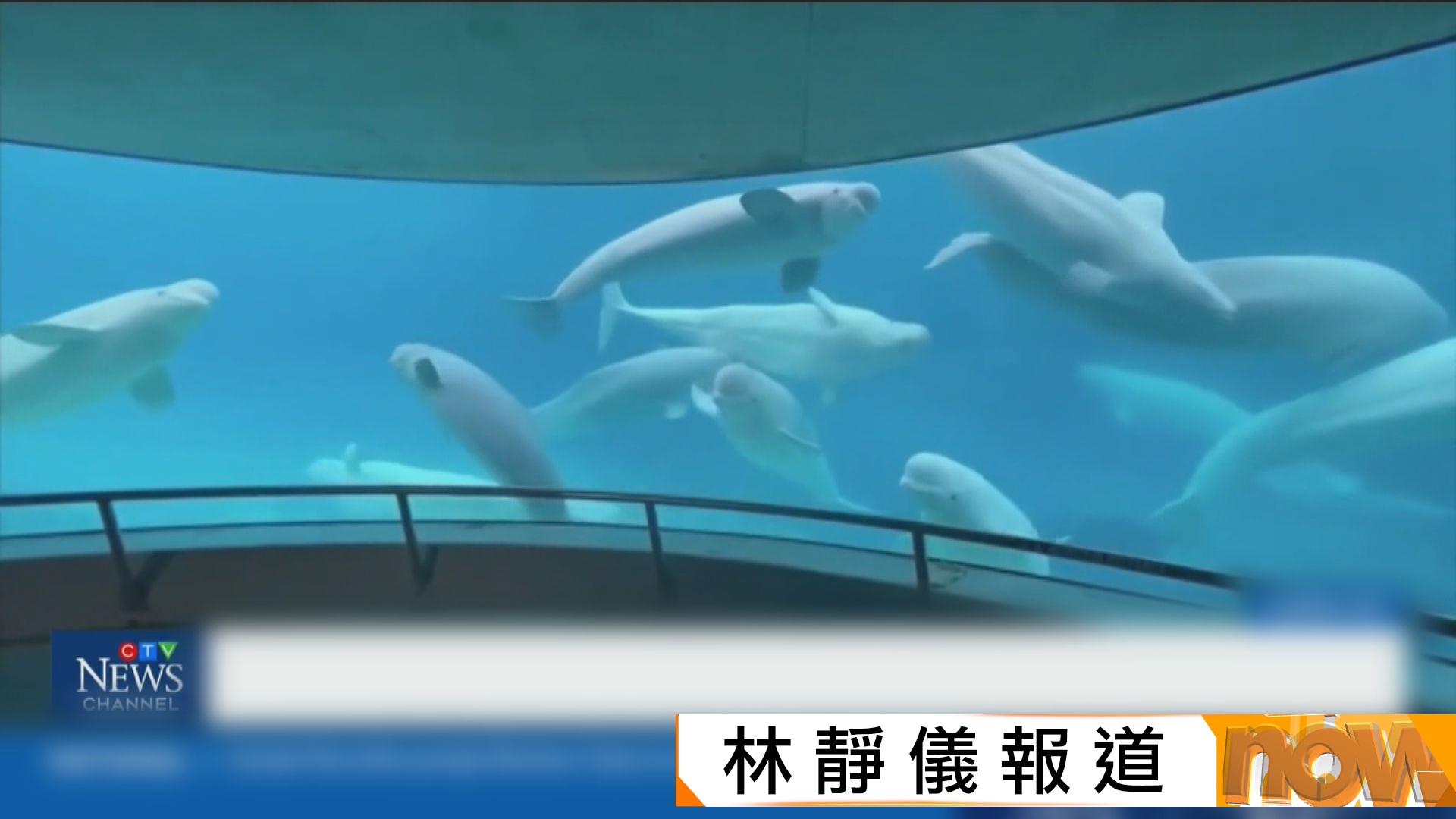加國政府拒財困海洋樂園申請　否決將30頭白鯨出口到中國　白鯨面臨人道毀滅