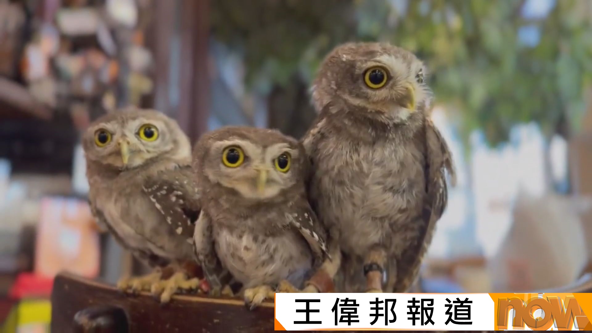 遊日注意｜調查稱日本一些動物咖啡店衞生不理想　輕視傳染病風險