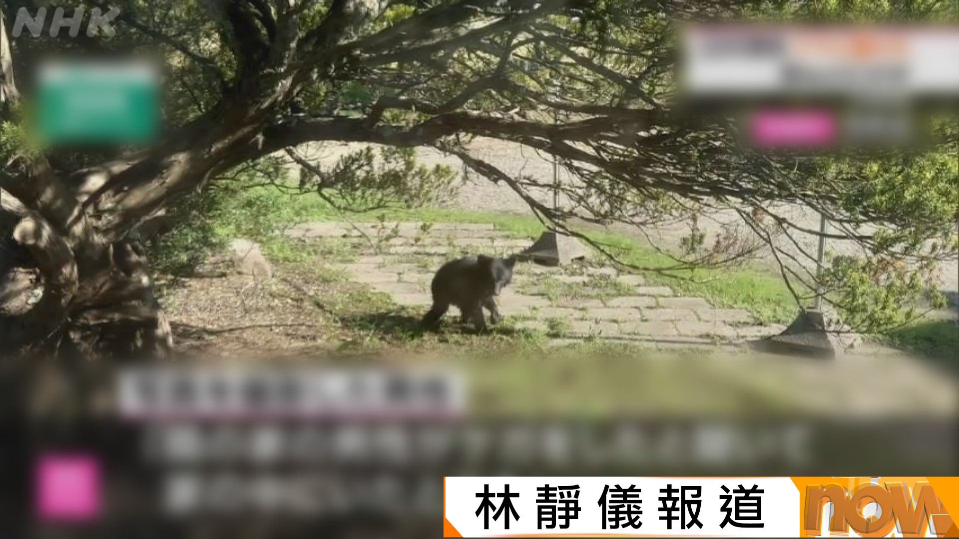 日本多地頻頻有熊出沒　專家指或與橡果失收有關(林靜儀報道)