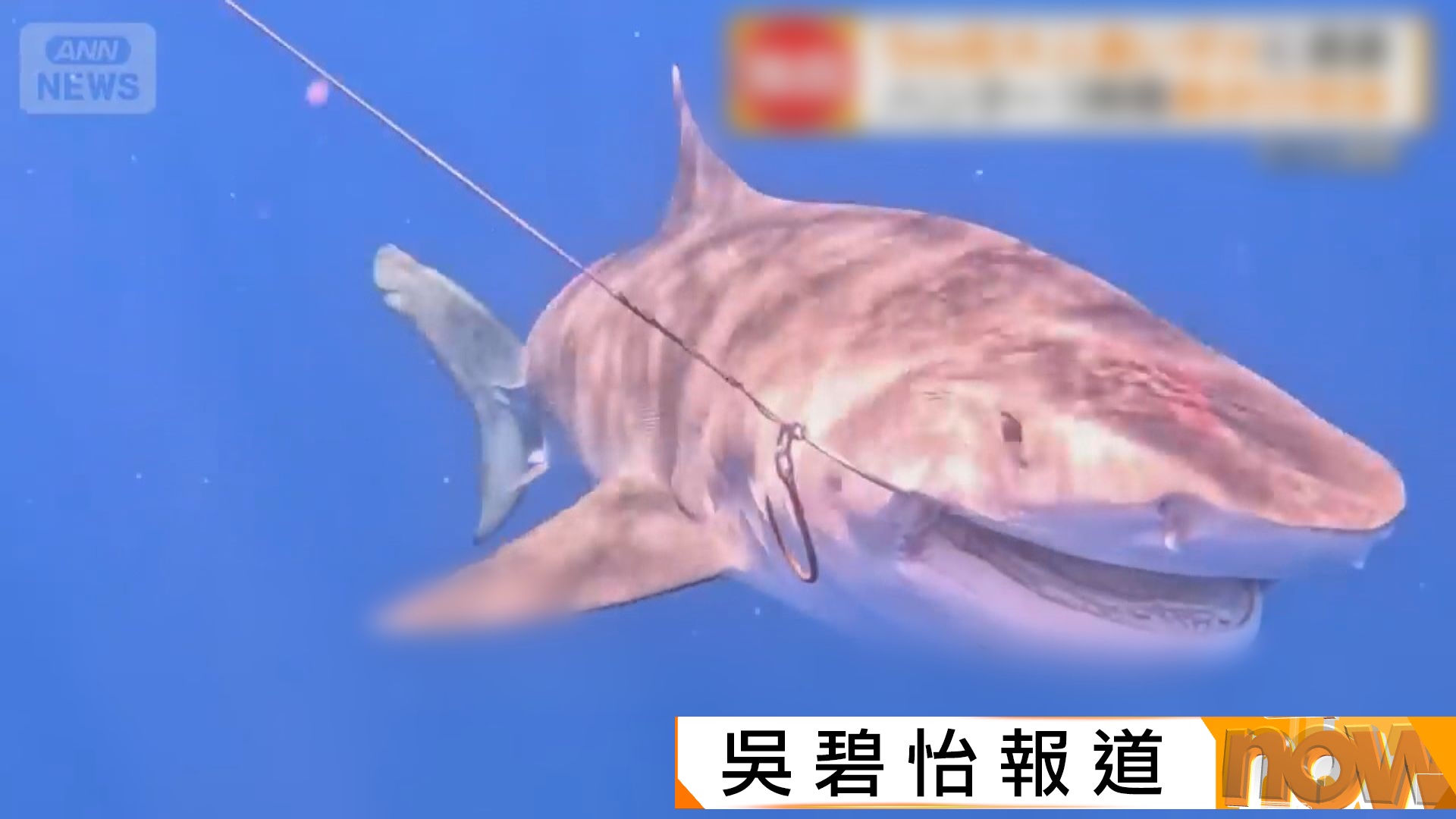 沖繩觀光勝地宮古島驚現5米長大白鯊　威脅當地漁業旅遊業