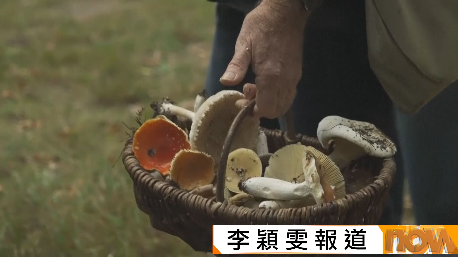 採蘑菇近年成德國人時尚消遣活動