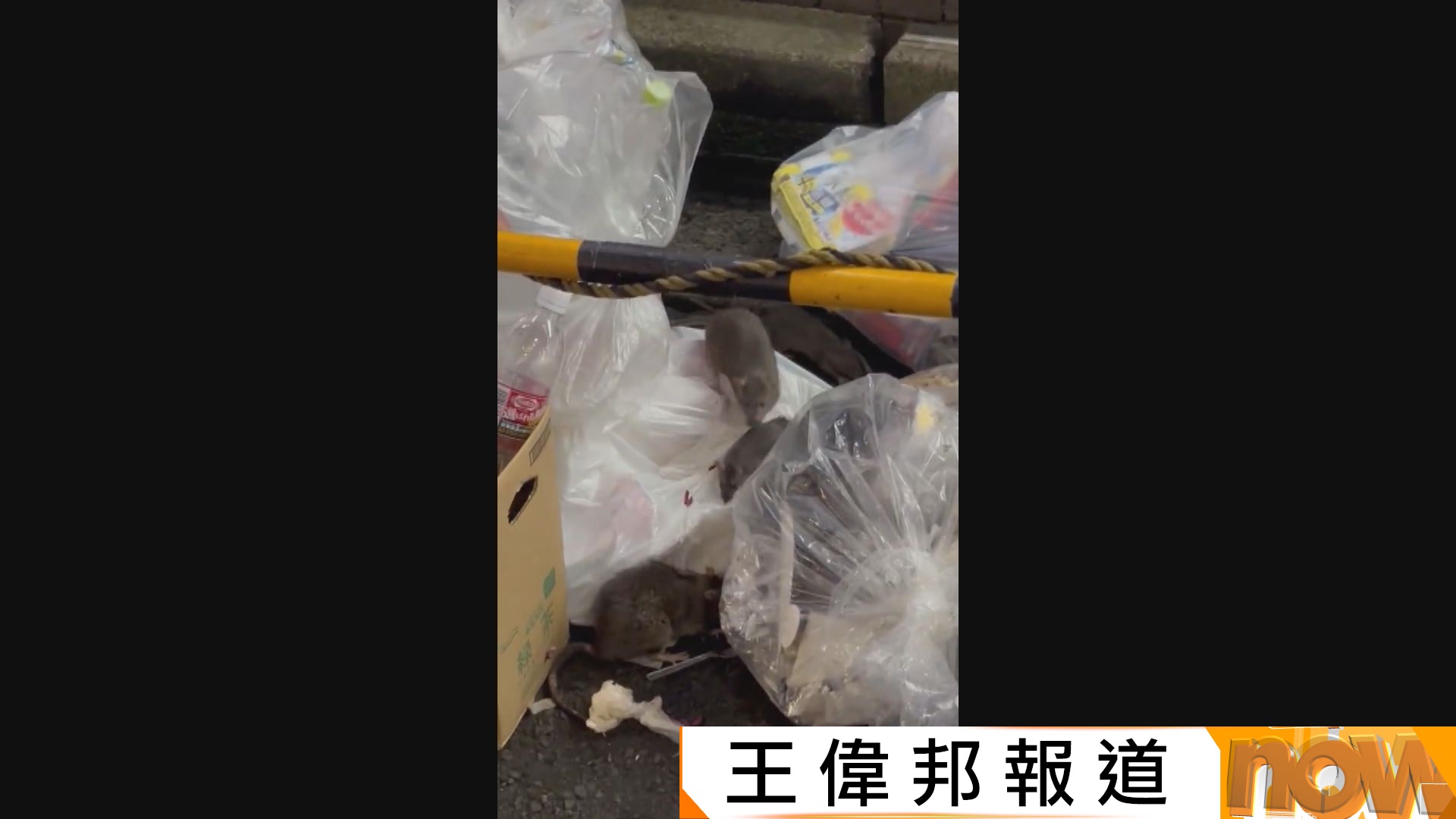 遊日注意｜日本東京鼠患嚴重　有外國網紅稱在新宿街頭遭老鼠咬傷