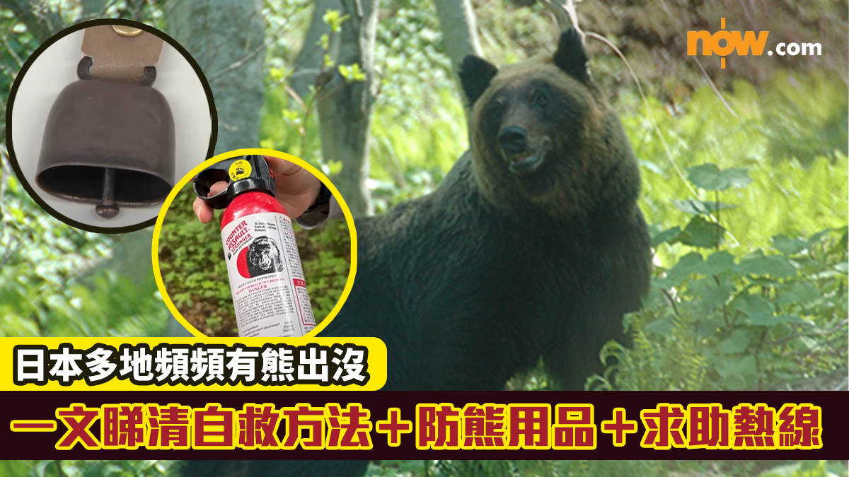 遊日注意｜日本多地頻頻有熊出沒　一文睇清自救方法＋防熊用品＋求助熱線