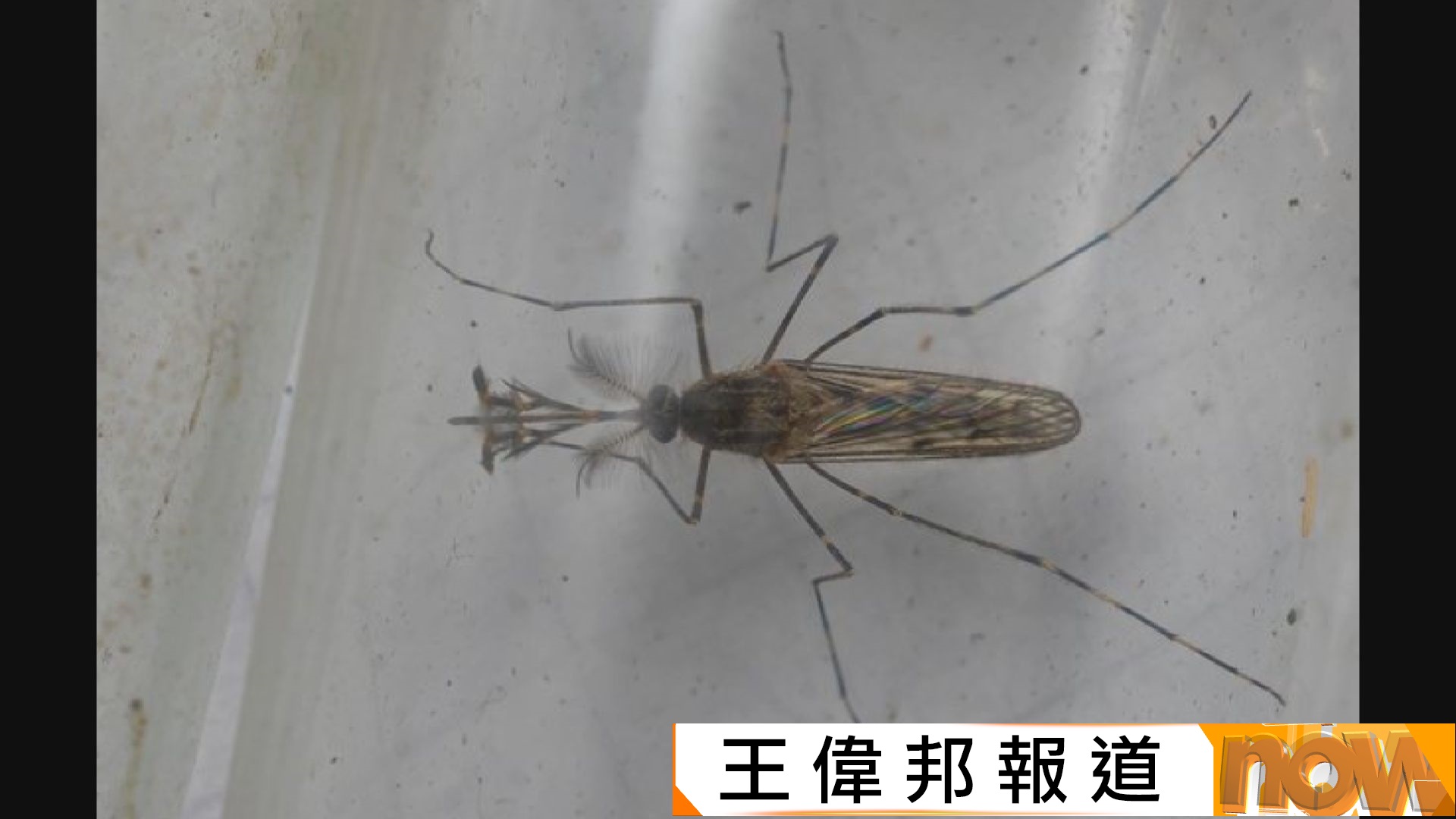 無蚊國失守｜冰島首次確認有蚊出現　或與全球暖化有關