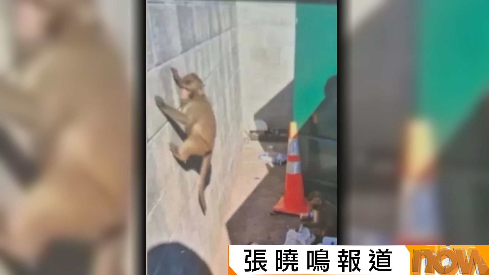  疑為AI假相｜美國新澤西州疑有猴子市區出沒　警方四出搜捕不果