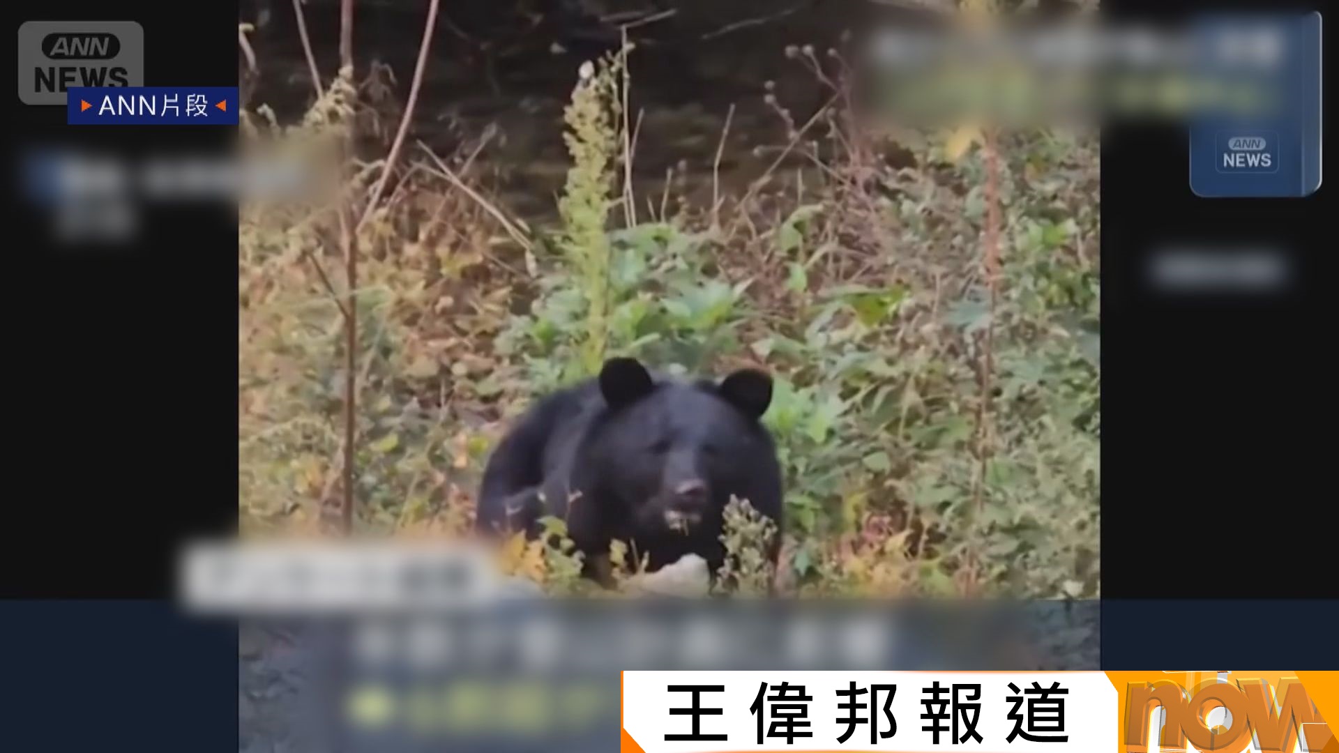熊出沒注意｜日本白川鄉暫停紅葉亮燈活動　秋田縣知事促自衛隊增援驅熊