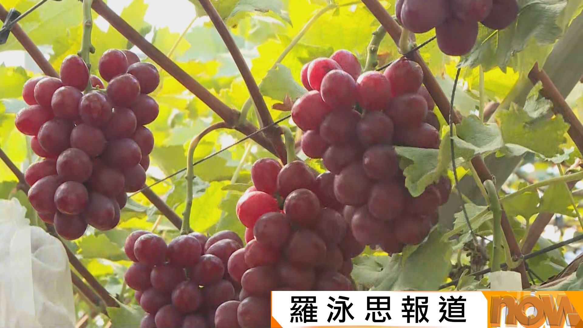 南韓種植業界指香港是重要出口地　未來會出口新品種提子到港