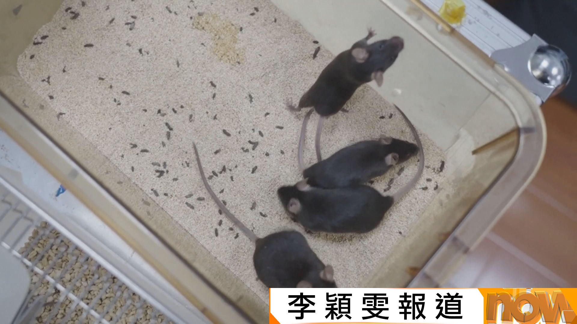 神舟二十一號｜4隻「太空鼠」進駐天宮　要從300隻鼠中過五關脫穎而出