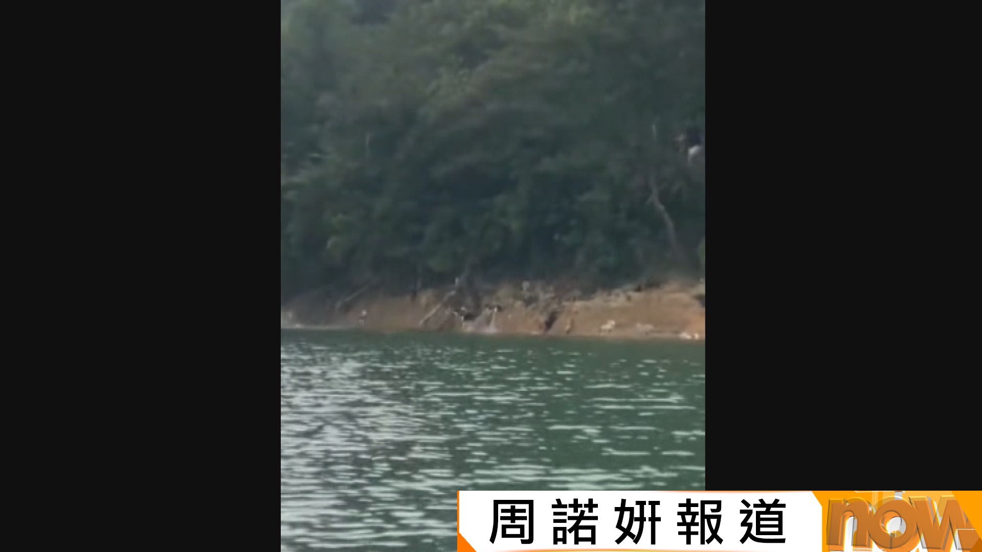 廣東水庫有民眾放生大量貓　部分貓受驚跳入水中惹爭議