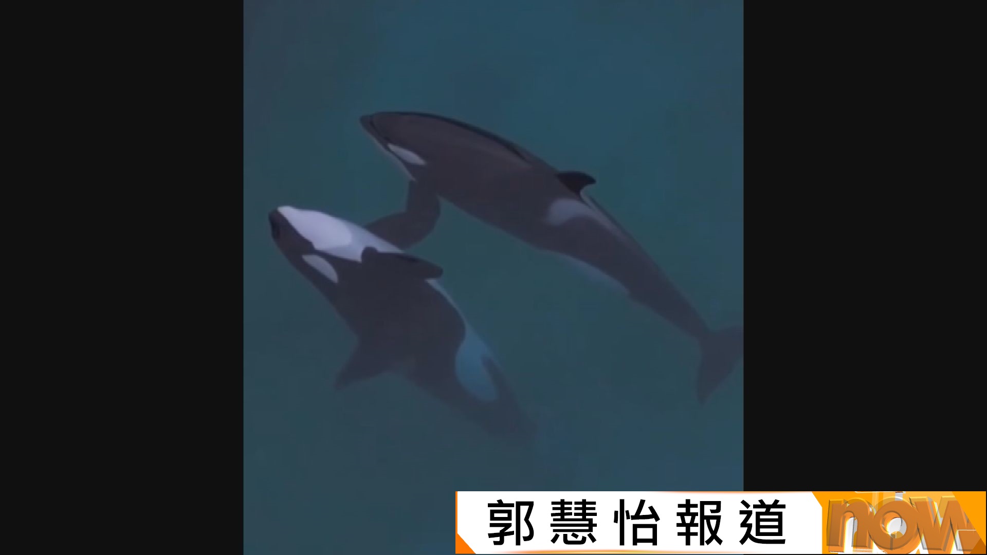 法國南部海洋公園荒廢十個月　遺下殺人鯨和海豚惹關注