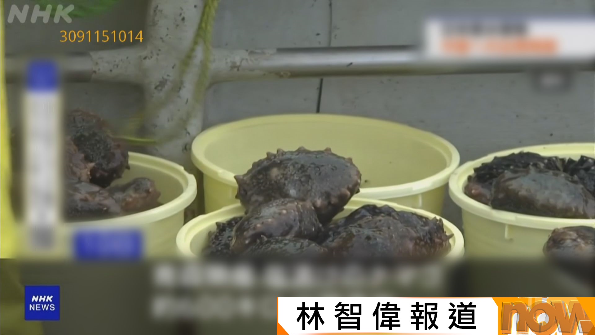 福島核事故｜日本兩年多來正式恢復對華出口水產　6噸北海道急凍扇貝周三出貨