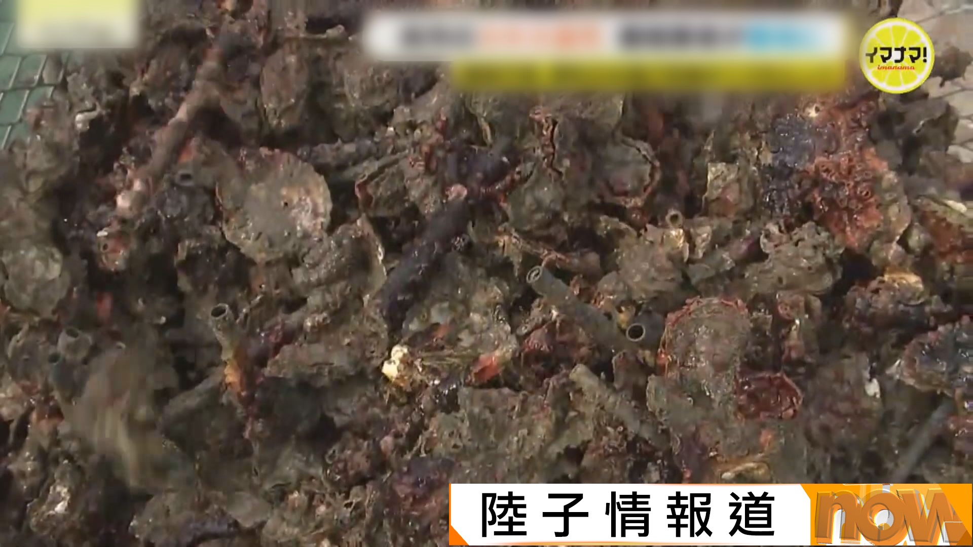 廣島蠔失收｜日本多地養殖場9成蠔死亡　成因不明漁民叫苦連天