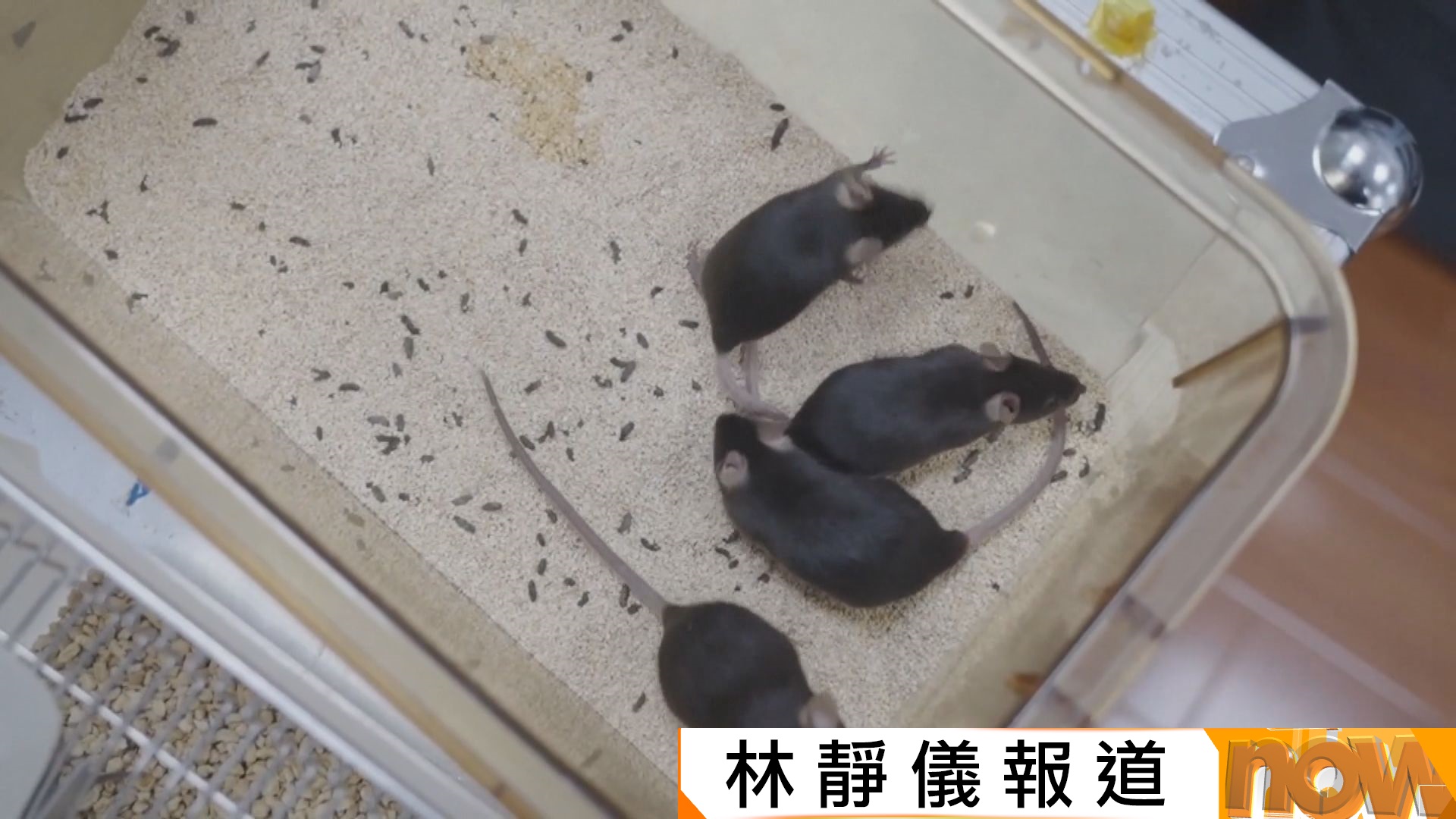 四隻實驗鼠隨神二十一飛船返回地球　科研人員指牠們很快適應太空生活