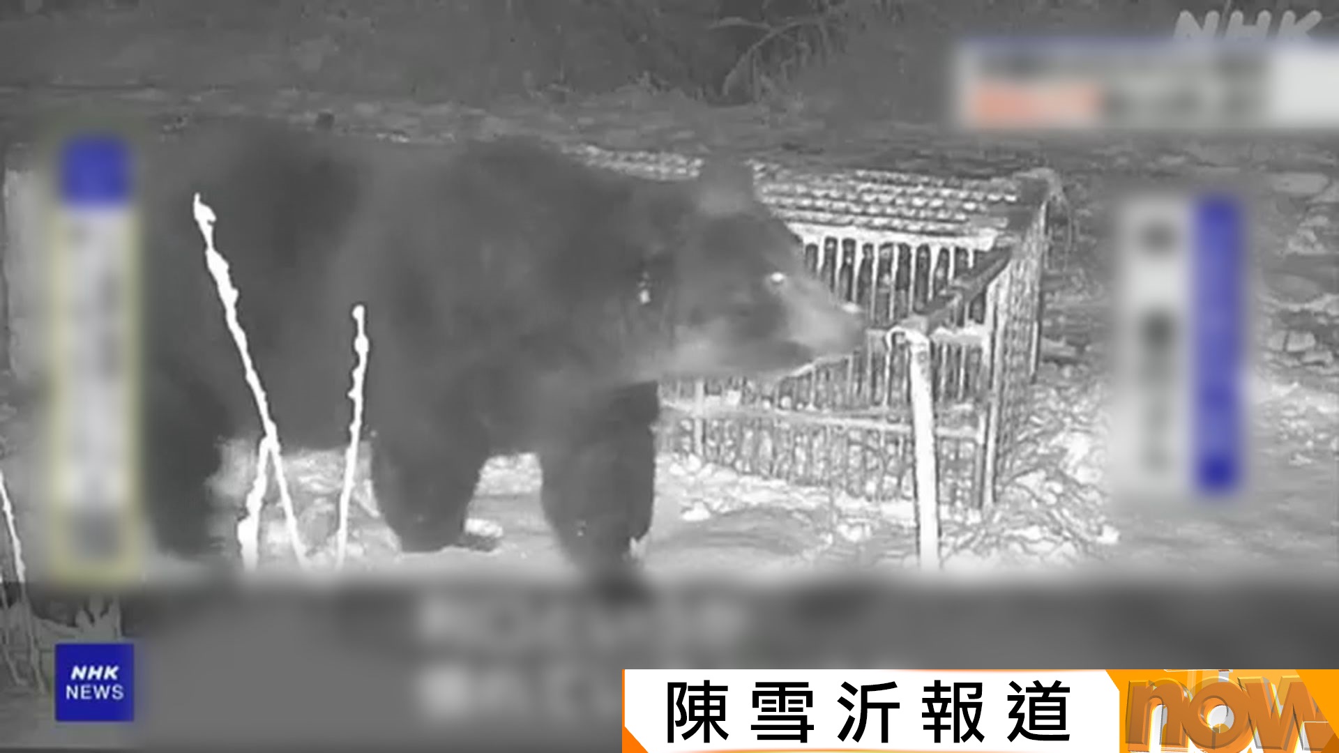 群馬縣有熊遭槍擊後「扮死」伺機反擊　60歲獵人臉部重創