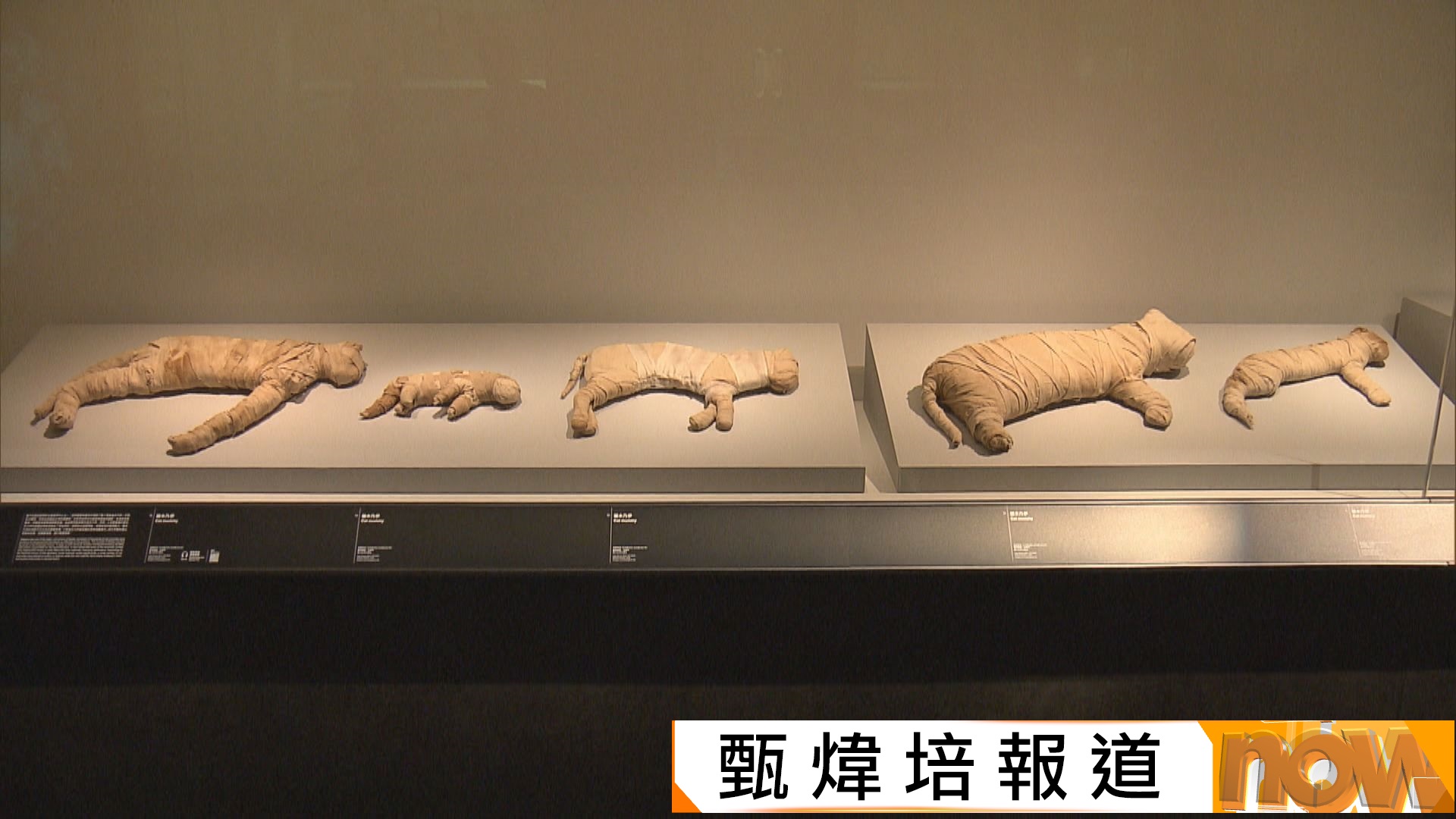 古埃及文明大展周四故宮揭幕　展出法老石碑貓木乃伊等250件文物