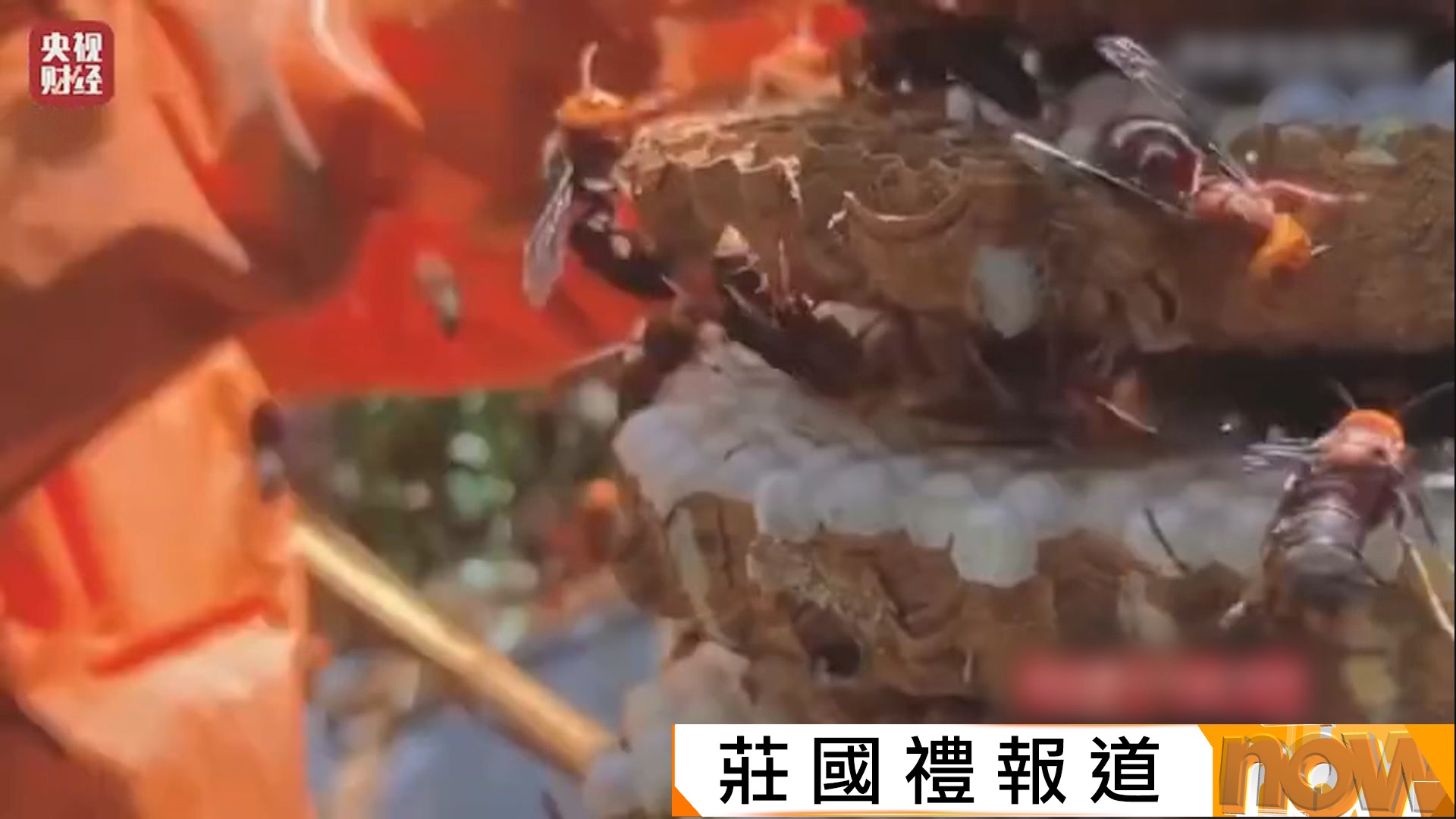 內地流傳養虎頭蜂牟利威脅公眾安全　多地政府發禁令養殖