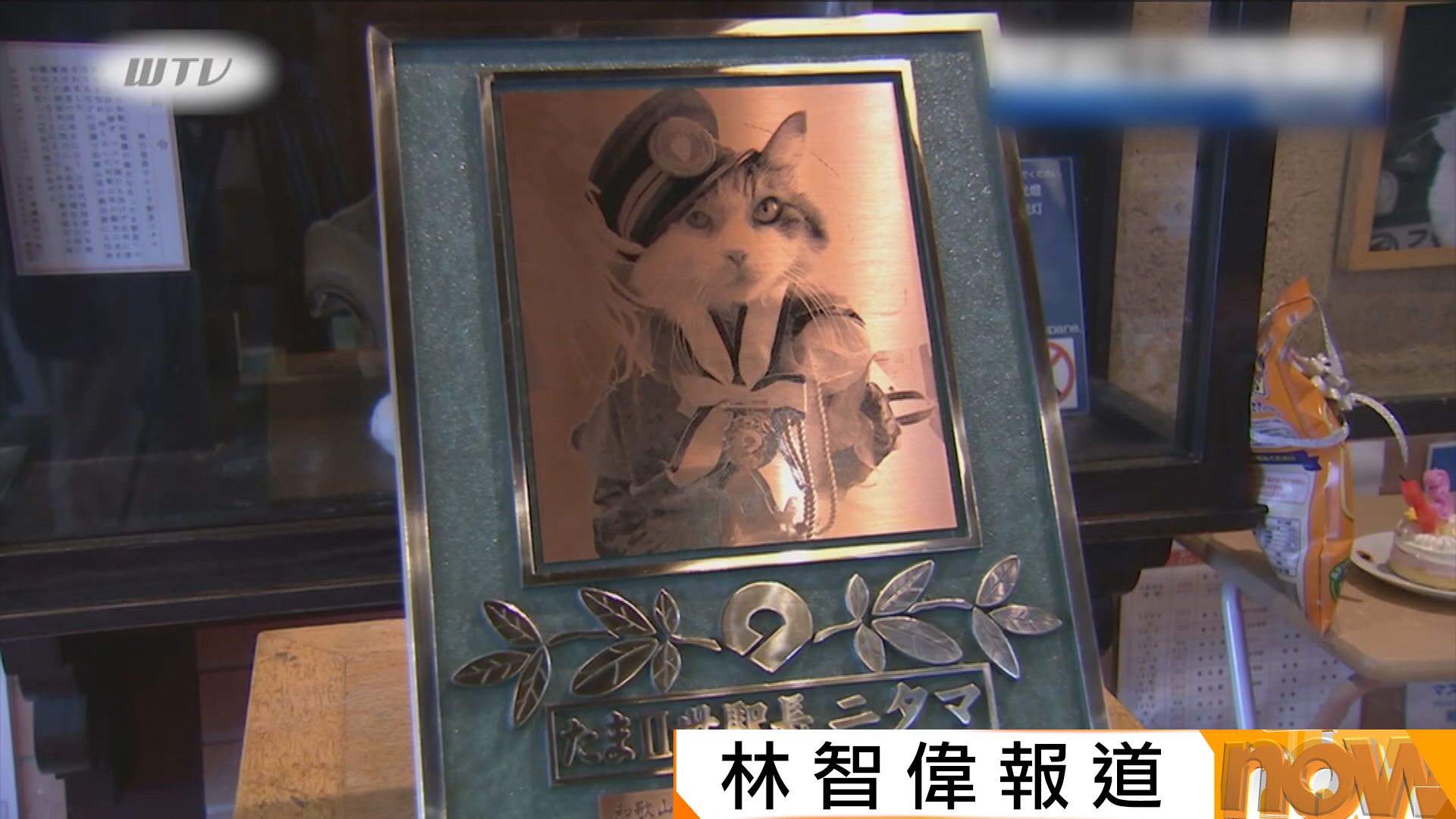 永別了｜日本和歌山著名貓站長「二玉」逝世　享年15歲