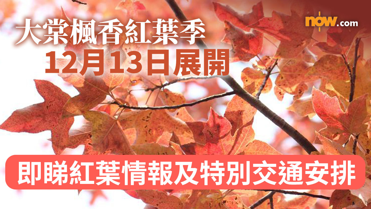 大棠楓香紅葉季12月13日展開　即睇紅葉情報+特別交通安排