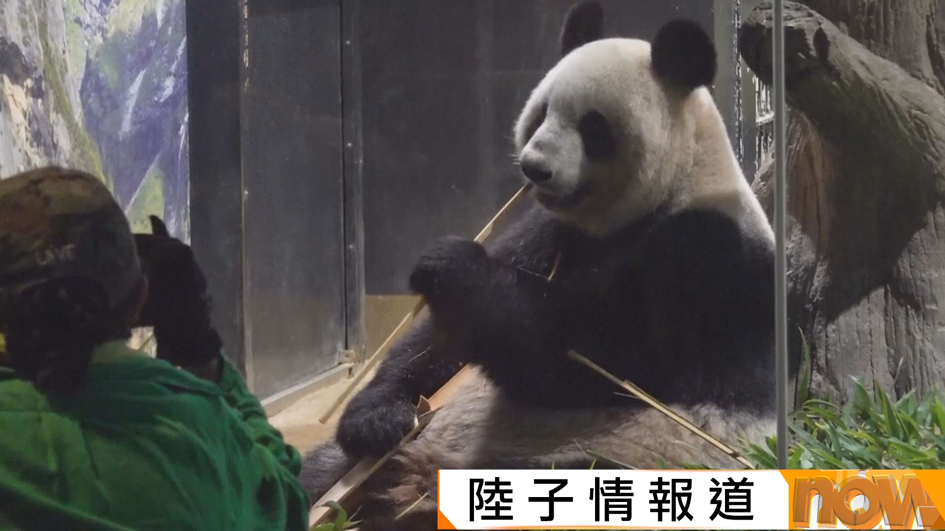 中日關係｜旅日大熊貓曉曉蕾蕾預定下月歸還中國　日本大熊貓數目歸零