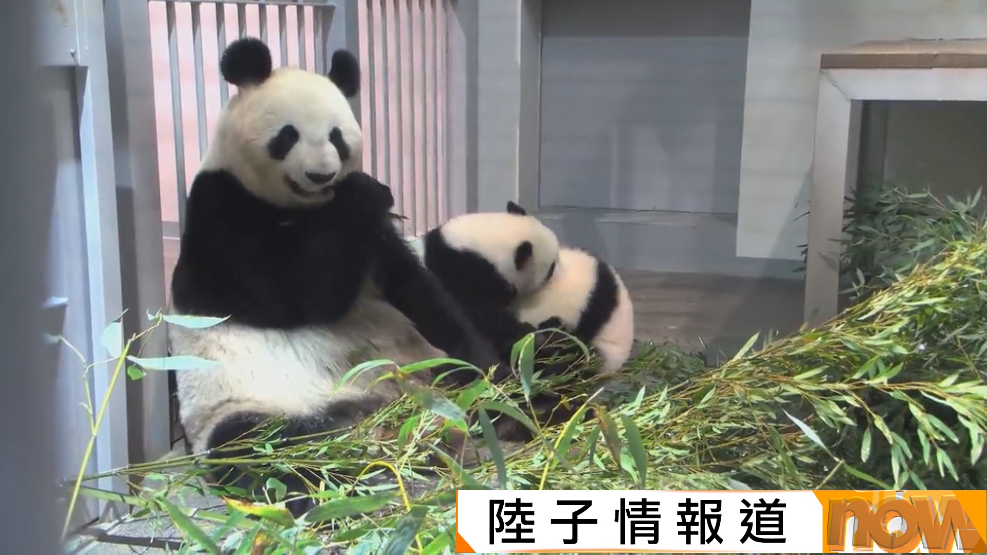 中日關係｜旅日大熊貓曉曉蕾蕾預定下月歸還中國　日本大熊貓數目歸零