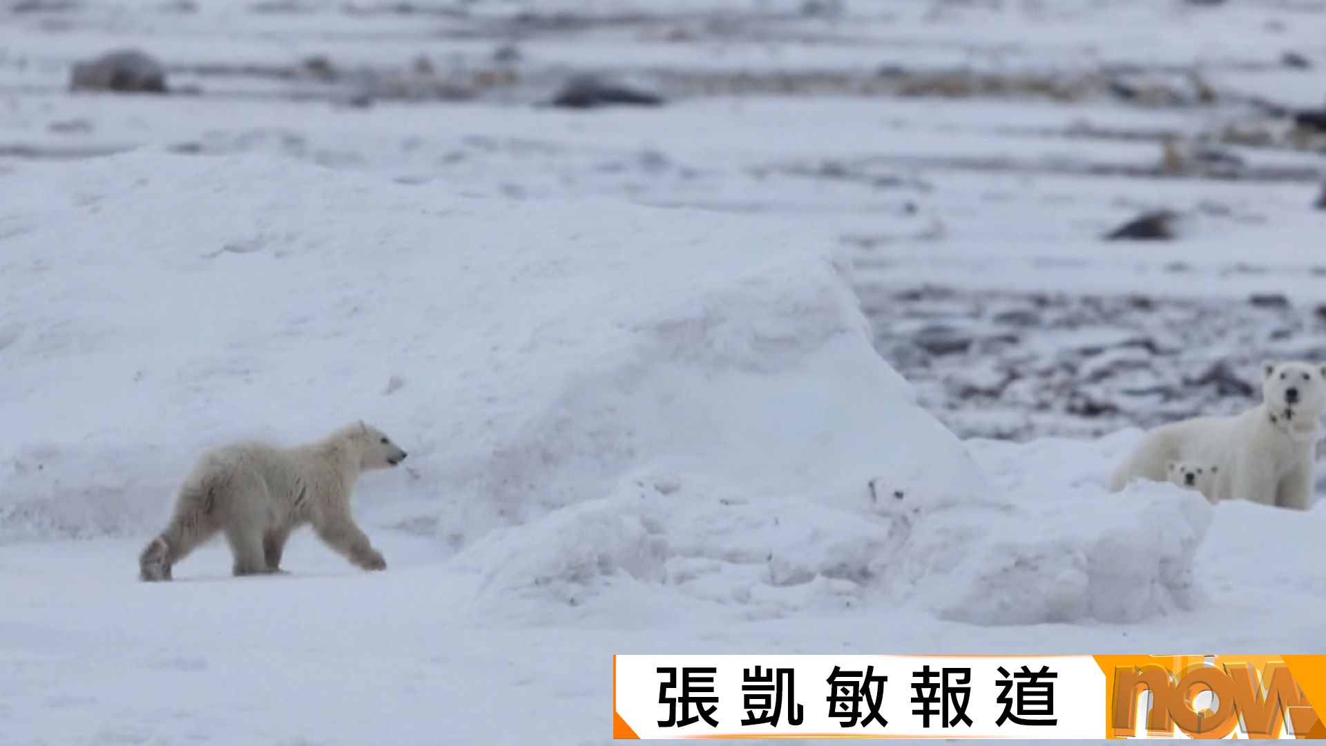 加拿大發現北極熊收養幼熊　研究員：情況罕見