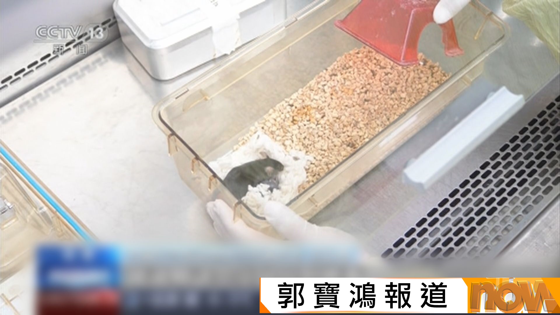 神舟太空鼠返地球後誕幼兒　有助研究太空環境對哺乳動物遺傳和發育的影響