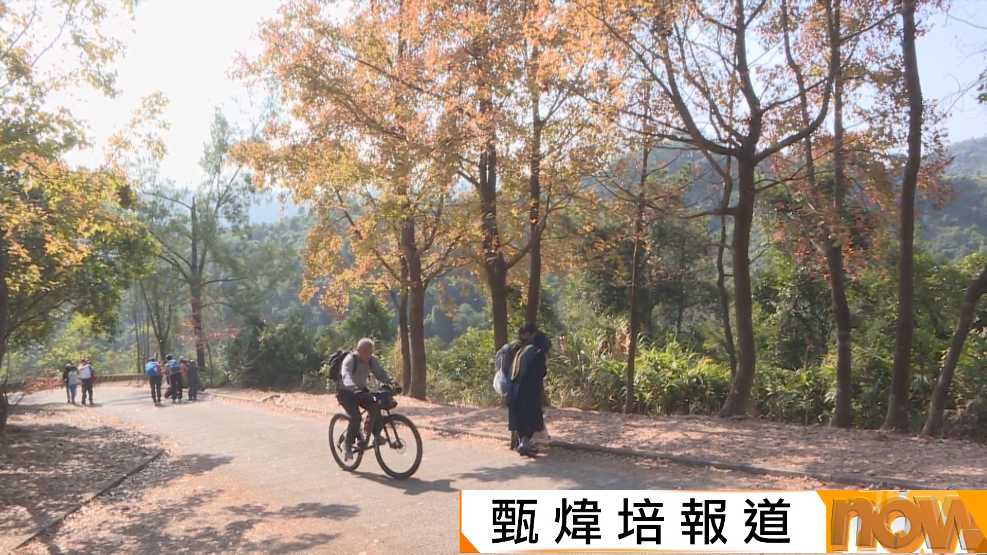 市民趁聖誕長假到大棠賞紅葉　梁榮武：氣溫偏暖　今年楓葉或不甚燦爛