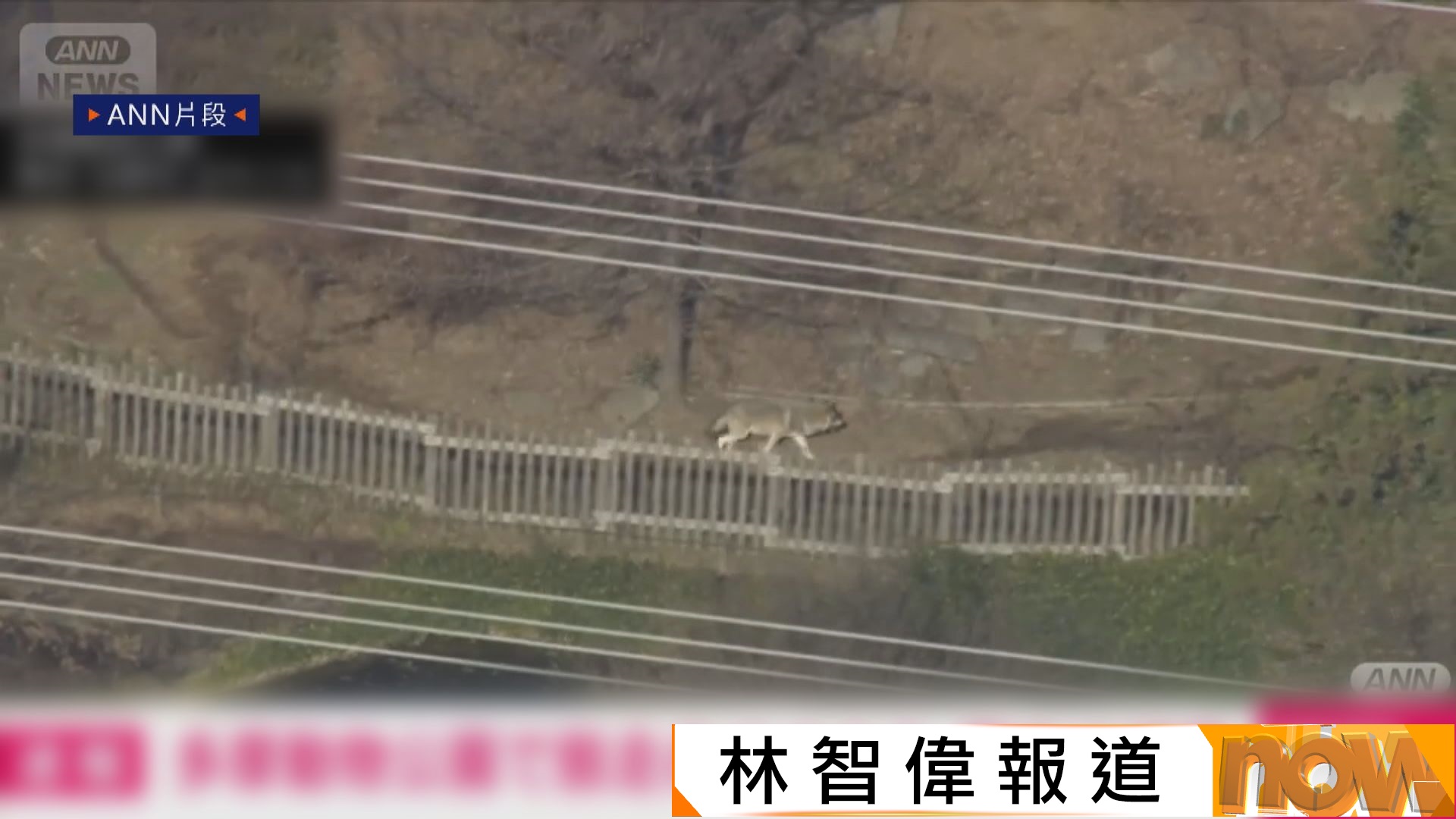 東京多摩動物公園有灰狼一度逃脫　經過約5小時後成功捕獲