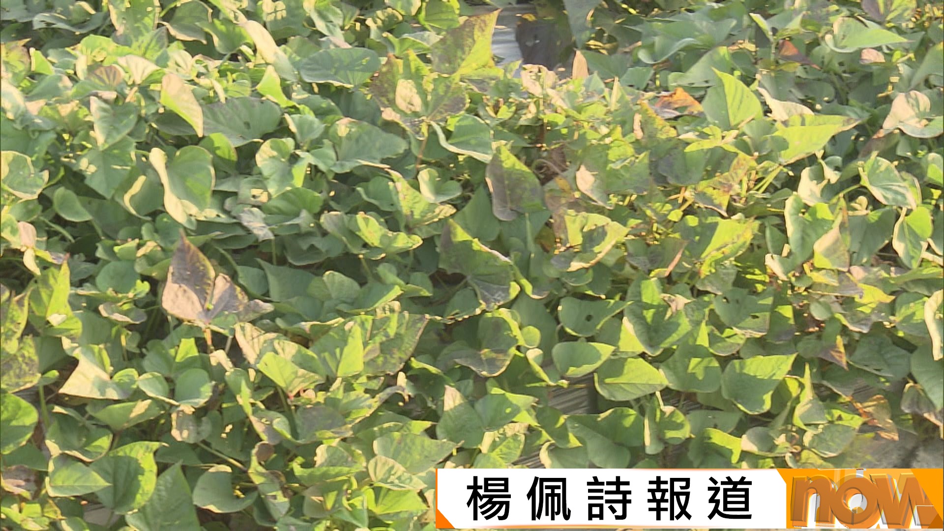 寒冷天氣警告生效｜多區曾降至10度或以下　打鼓嶺錄得最低5.9度