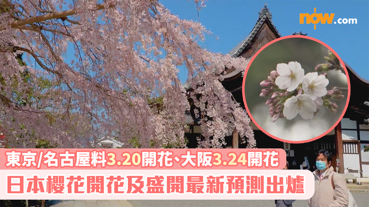 日本櫻花2026｜櫻花開花及盛開最新預測出爐　東京/名古屋料3.20開花、大阪3.24開花