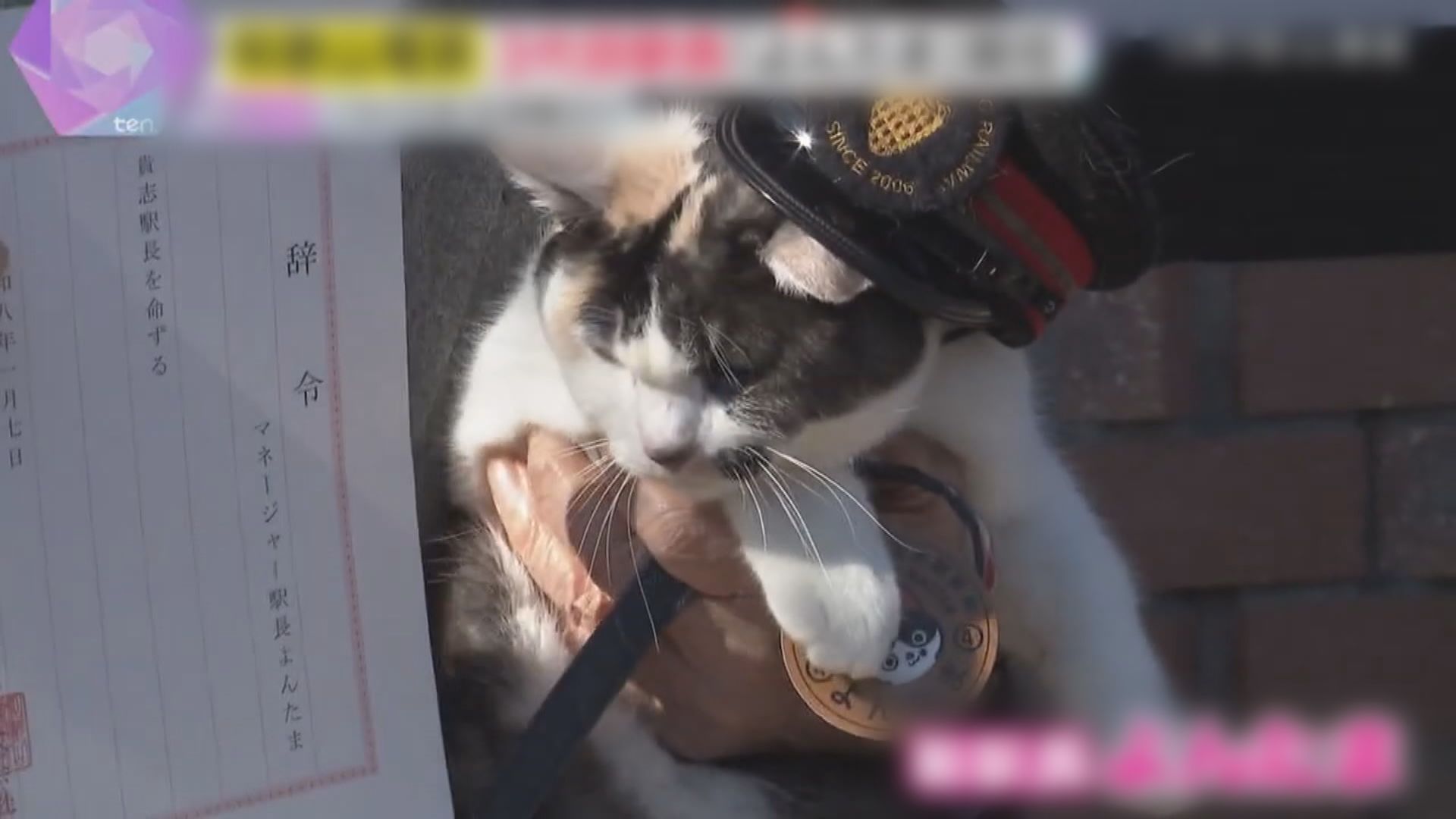 日本和歌山貴志站迎來第三代貓站長「四玉」